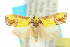  (Licnoptera crocodora - 10ANIC-00566)  @15 [ ] CreativeCommons - Attribution (2010) CBG Photography Group Centre for Biodiversity Genomics