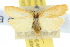  (Aedoea decreta - 10ANIC-01011)  @11 [ ] CreativeCommons - Attribution (2010) CBG Photography Group Centre for Biodiversity Genomics