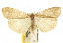  (Threnosia myochroa - 10ANIC-01016)  @14 [ ] CreativeCommons - Attribution (2010) CBG Photography Group Centre for Biodiversity Genomics