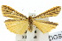  (Phaeophlebosia - 10ANIC-01029)  @14 [ ] CreativeCommons - Attribution (2010) CBG Photography Group Centre for Biodiversity Genomics