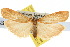  ( - 10ANIC-01034)  @11 [ ] CreativeCommons - Attribution (2010) CBG Photography Group Centre for Biodiversity Genomics