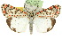  ( - 10ANIC-01093)  @11 [ ] CreativeCommons - Attribution (2010) CBG Photography Group Centre for Biodiversity Genomics