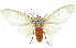  ( - 10ANIC-01132)  @15 [ ] CreativeCommons - Attribution (2010) CBG Photography Group Centre for Biodiversity Genomics