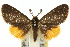  (Oligeria - 10ANIC-01358)  @11 [ ] CreativeCommons - Attribution (2010) CBG Photography Group Centre for Biodiversity Genomics