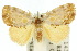  (Euproctis lutea - 10ANIC-01418)  @15 [ ] CreativeCommons - Attribution (2010) CBG Photography Group Centre for Biodiversity Genomics