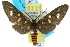  ( - 10ANIC-01244)  @15 [ ] CreativeCommons - Attribution (2010) CBG Photography Group Centre for Biodiversity Genomics