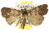  ( - 10ANIC-01600)  @13 [ ] CreativeCommons - Attribution (2010) CBG Photography Group Centre for Biodiversity Genomics