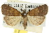  ( - 10ANIC-01604)  @11 [ ] CreativeCommons - Attribution (2010) CBG Photography Group Centre for Biodiversity Genomics