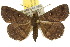  ( - 10ANIC-01632)  @15 [ ] CreativeCommons - Attribution (2010) CBG Photography Group Centre for Biodiversity Genomics
