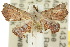  ( - 10ANIC-01814)  @14 [ ] CreativeCommons - Attribution (2010) CBG Photography Group Centre for Biodiversity Genomics