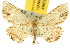  ( - 10ANIC-01852)  @11 [ ] CreativeCommons - Attribution (2010) CBG Photography Group Centre for Biodiversity Genomics