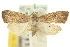  ( - 10ANIC-01961)  @11 [ ] CreativeCommons - Attribution (2010) CBG Photography Group Centre for Biodiversity Genomics