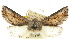  (Hypsidia australica - 10ANIC-01970)  @15 [ ] CreativeCommons - Attribution (2010) CBG Photography Group Centre for Biodiversity Genomics