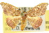  ( - 10ANIC-01985)  @15 [ ] CreativeCommons - Attribution (2010) CBG Photography Group Centre for Biodiversity Genomics