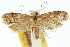  (Osidryas chersodes - 10ANIC-02062)  @11 [ ] CreativeCommons - Attribution (2010) CBG Photography Group Centre for Biodiversity Genomics