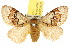  (Parasoidea - 10ANIC-02287)  @16 [ ] CreativeCommons - Attribution (2010) CBG Photography Group Centre for Biodiversity Genomics
