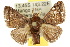  (Pygmaeomorpha modesta - 10ANIC-02454)  @15 [ ] CreativeCommons - Attribution (2010) CBG Photography Group Centre for Biodiversity Genomics