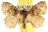  (Pygmaeomorpha aquila - 10ANIC-02457)  @15 [ ] CreativeCommons - Attribution (2010) CBG Photography Group Centre for Biodiversity Genomics
