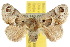  (Pygmaeomorpha - 10ANIC-02459)  @15 [ ] CreativeCommons - Attribution (2010) CBG Photography Group Centre for Biodiversity Genomics