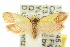  ( - 10ANIC-02553)  @15 [ ] CreativeCommons - Attribution (2010) CBG Photography Group Centre for Biodiversity Genomics