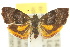  (Choreutis sycopola - 10ANIC-02631)  @15 [ ] CreativeCommons - Attribution (2010) CBG Photography Group Centre for Biodiversity Genomics