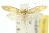  (Ptyssoptera teleochra - 10ANIC-02670)  @15 [ ] CreativeCommons - Attribution (2010) CBG Photography Group Centre for Biodiversity Genomics