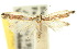  (Ptyssoptera lativittella - 10ANIC-02675)  @11 [ ] CreativeCommons - Attribution (2010) CBG Photography Group Centre for Biodiversity Genomics