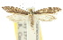  (Ptyssoptera tetropa - 10ANIC-02676)  @15 [ ] CreativeCommons - Attribution (2010) CBG Photography Group Centre for Biodiversity Genomics