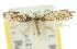  (Ptyssoptera melitocoma - 10ANIC-02680)  @11 [ ] CreativeCommons - Attribution (2010) CBG Photography Group Centre for Biodiversity Genomics