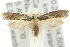  (Ptyssoptera tryphera - 10ANIC-02688)  @15 [ ] CreativeCommons - Attribution (2010) CBG Photography Group Centre for Biodiversity Genomics