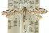  (Phalangitis veterana - 10ANIC-02982)  @14 [ ] CreativeCommons - Attribution (2010) CBG Photography Group Centre for Biodiversity Genomics