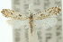  ( - 10ANIC-02987)  @11 [ ] CreativeCommons - Attribution (2010) CBG Photography Group Centre for Biodiversity Genomics