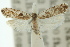  ( - 10ANIC-02988)  @11 [ ] CreativeCommons - Attribution (2010) CBG Photography Group Centre for Biodiversity Genomics