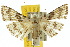  (Alucitidae - 10ANIC-03119)  @16 [ ] CreativeCommons - Attribution (2010) CBG Photography Group Centre for Biodiversity Genomics