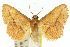  ( - 10ANIC-03449)  @15 [ ] CreativeCommons - Attribution (2010) CBG Photography Group Centre for Biodiversity Genomics