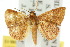  ( - 10ANIC-03477)  @14 [ ] CreativeCommons - Attribution (2010) CBG Photography Group Centre for Biodiversity Genomics