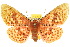  ( - 10ANIC-03483)  @15 [ ] CreativeCommons - Attribution (2010) CBG Photography Group Centre for Biodiversity Genomics