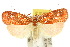  (Scorpiopsis pyrobola - 10ANIC-03802)  @15 [ ] CreativeCommons - Attribution (2010) CBG Photography Group Centre for Biodiversity Genomics