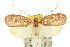  (Scorpiopsis sp. ANIC1 - 10ANIC-03810)  @15 [ ] CreativeCommons - Attribution (2010) CBG Photography Group Centre for Biodiversity Genomics