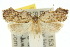  (Acria sp. A - 10ANIC-03852)  @15 [ ] CreativeCommons - Attribution (2010) CBG Photography Group Centre for Biodiversity Genomics