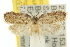 (Acriinae - 10ANIC-03854)  @15 [ ] CreativeCommons - Attribution (2010) CBG Photography Group Centre for Biodiversity Genomics