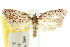  (Pedois cosmopoda - 10ANIC-03991)  @11 [ ] CreativeCommons - Attribution (2010) CBG Photography Group Centre for Biodiversity Genomics