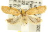  ( - 10ANIC-04023)  @15 [ ] CreativeCommons - Attribution (2010) CBG Photography Group Centre for Biodiversity Genomics