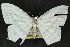  (Acropteris teriadata - 10ANIC-04162)  @14 [ ] CreativeCommons - Attribution (2010) CBG Photography Group Centre for Biodiversity Genomics