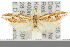  ( - 10ANIC-04214)  @13 [ ] CreativeCommons - Attribution (2010) CBG Photography Group Centre for Biodiversity Genomics