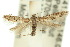  ( - 10ANIC-04236)  @11 [ ] CreativeCommons - Attribution (2010) CBG Photography Group Centre for Biodiversity Genomics