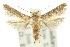  ( - 10ANIC-04240)  @11 [ ] CreativeCommons - Attribution (2010) CBG Photography Group Centre for Biodiversity Genomics