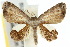  ( - 10ANIC-04313)  @14 [ ] CreativeCommons - Attribution (2010) CBG Photography Group Centre for Biodiversity Genomics