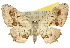  (Balantiucha leucocephala - 10ANIC-04326)  @15 [ ] CreativeCommons - Attribution (2010) CBG Photography Group Centre for Biodiversity Genomics