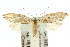  (Yponomeutidae - 10ANIC-04342)  @15 [ ] CreativeCommons - Attribution (2010) CBG Photography Group Centre for Biodiversity Genomics